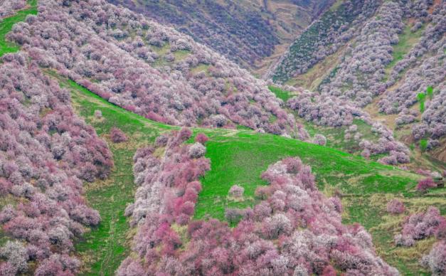 乌市集结看醉美杏花7日自驾：伊犁杏花 -那拉提草原 -赛里木湖 - 库木塔格沙漠 -天山风光7日落地租车自驾游