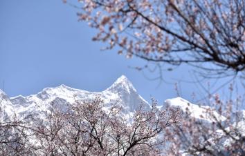 西藏林芝桃花节15日自驾游：【雪域桃花】丹巴藏寨-川藏线318-林芝桃花-拉萨-青藏线15日自驾-游推荐
