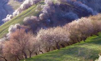 天山雪源丨杏花秘境 S101-賽里木湖-果子溝-霍城大西溝杏花-庫爾德寧-吐爾根杏花溝-那拉提-鞏乃自駕游