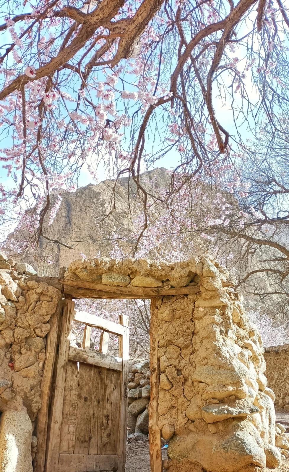 杏花微雨丨邂逅帕米尔醉美春天  喀什古城—慕士塔格峰—瓦罕走廊—盘龙古道—塔莎古道—塔尔乡杏花村6日自驾游