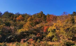 合肥周边自驾2日游：赏大别山红叶-天妙公路-天峡-享天悦湾温泉鹞落坪岳西二日游自驾游