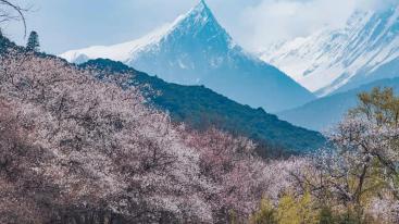 西藏林芝桃花节16日自驾游：【藏地花开】成都-川藏线318-秘境墨脱-拉萨-青藏线16日自驾游-推荐