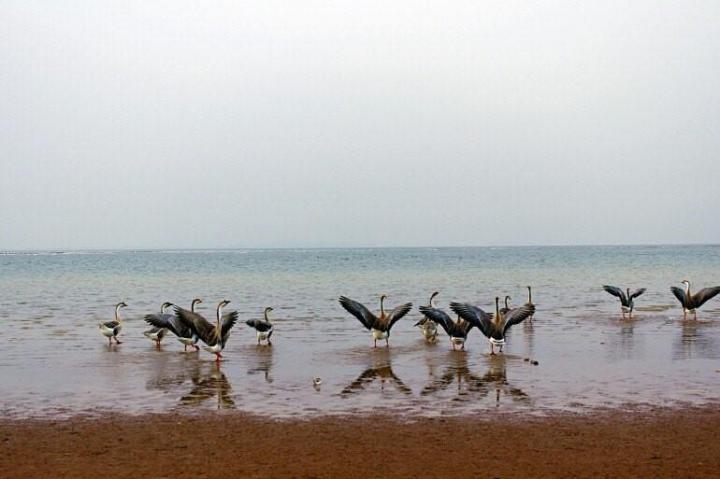二月去鄱阳湖湿地公园,景点可以,观大雁很开心,爱摄影