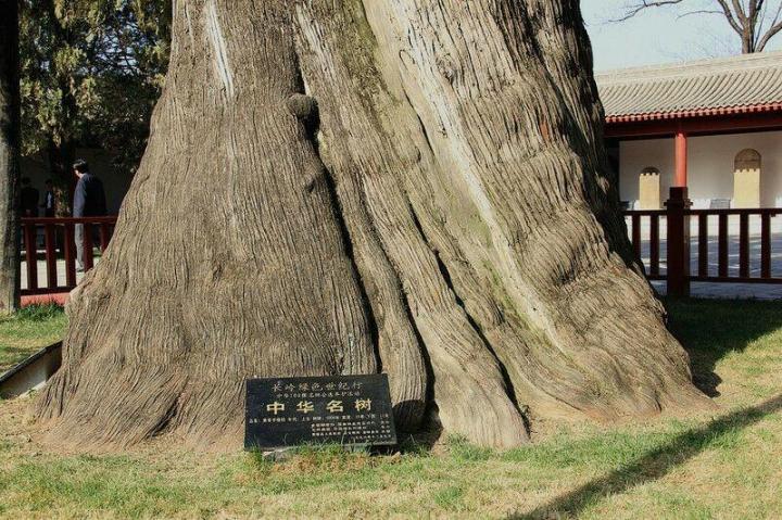 拜祭黄帝陵谨书《佑我中华永繁荣》黄陵古柏伴青松,桥