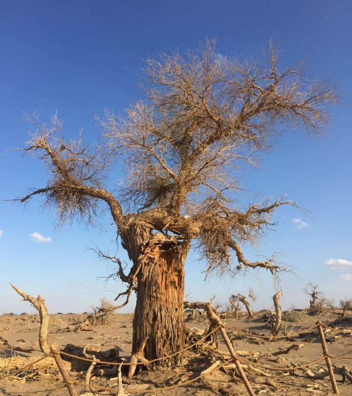 去年十月份去的怪树林由于水源不足,胡杨树木枯死,枯木惨状凄凉