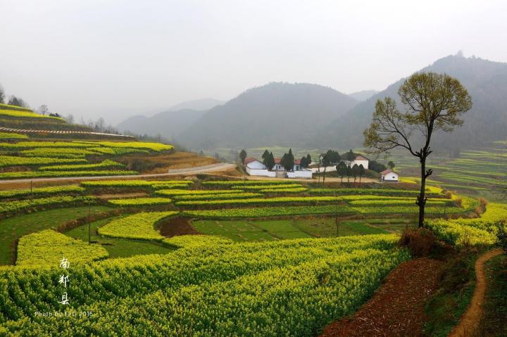 汉中油菜花海