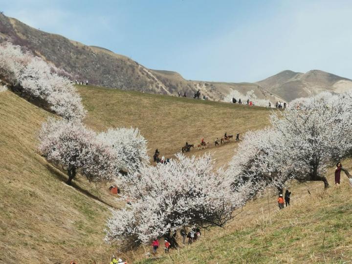 吐尔根杏花沟