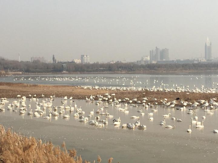 天鹅湖国家城市湿地公园