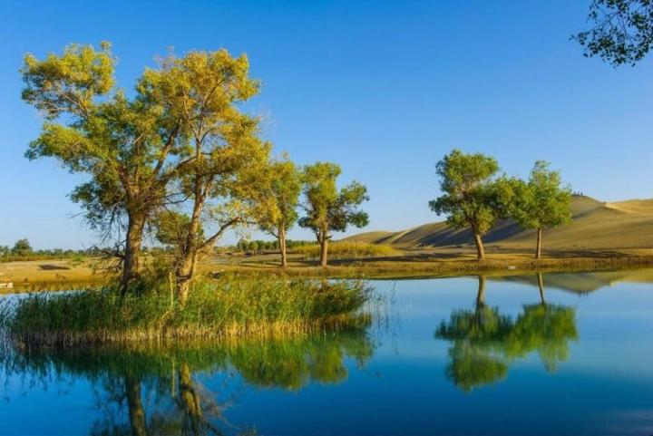 而中国百分之九十以上的胡杨林又生长在新疆塔里木河流域