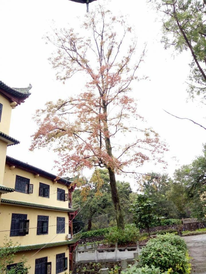 南华寺是一座古寺,修葺得很新,古树参天.