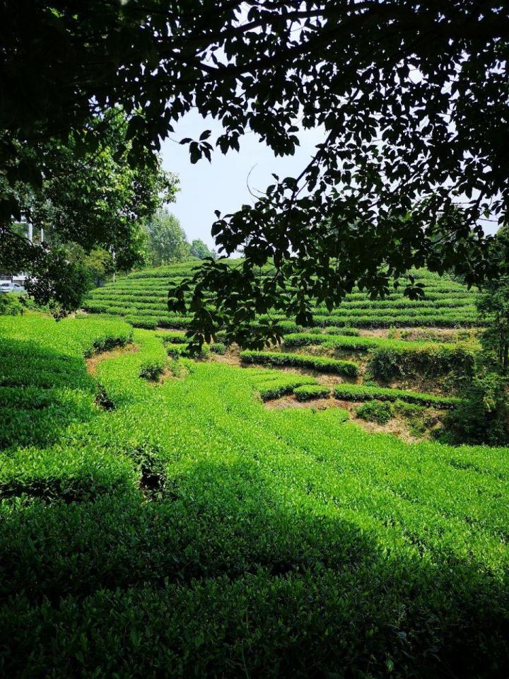 茶山竹海