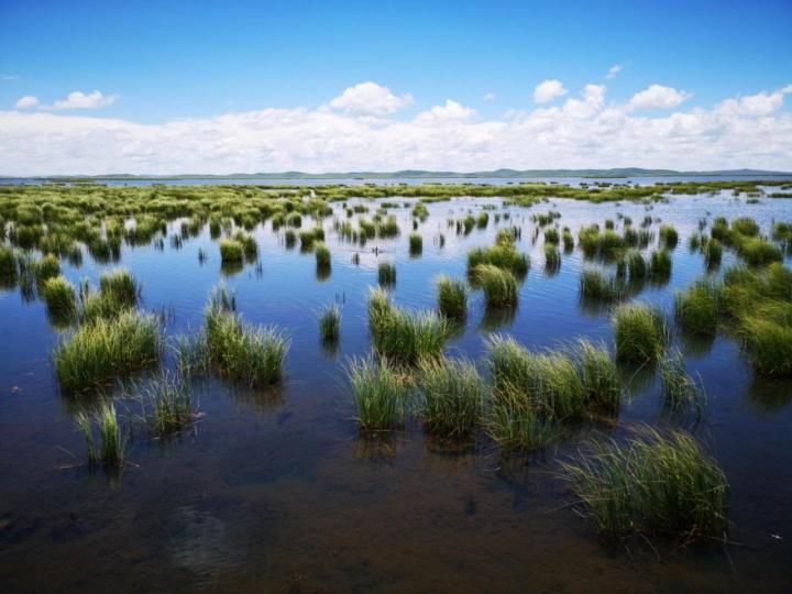 若尔盖花湖四周数百亩水草地就是高原湿地生物多样性自然保护区.