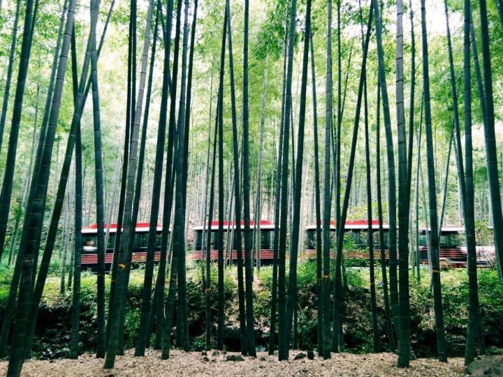 天目湖南山竹海