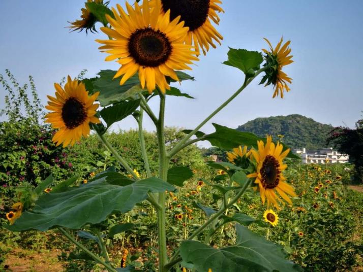 桂林桂林花海景区