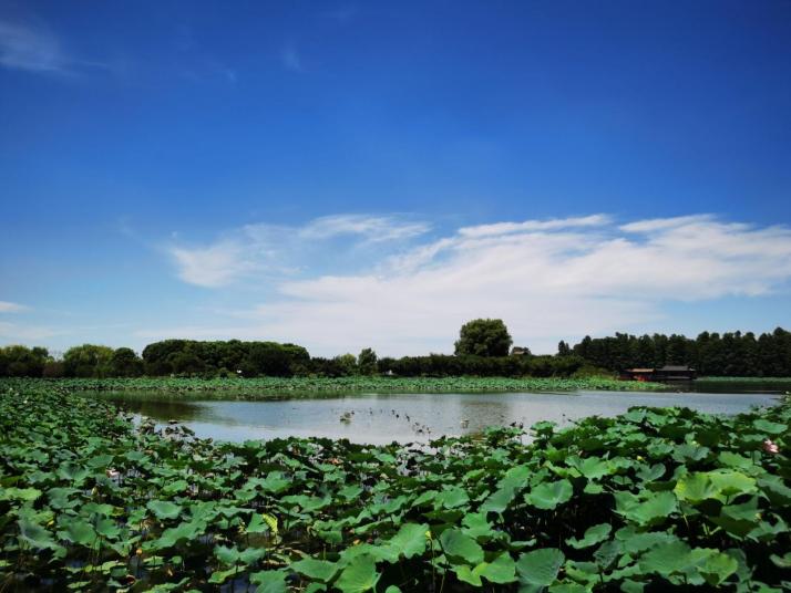 兴化兴化千垛油菜花景区图片